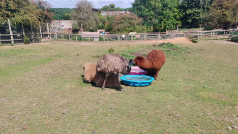 dos alpacas y un emú en la granja - toma amplia