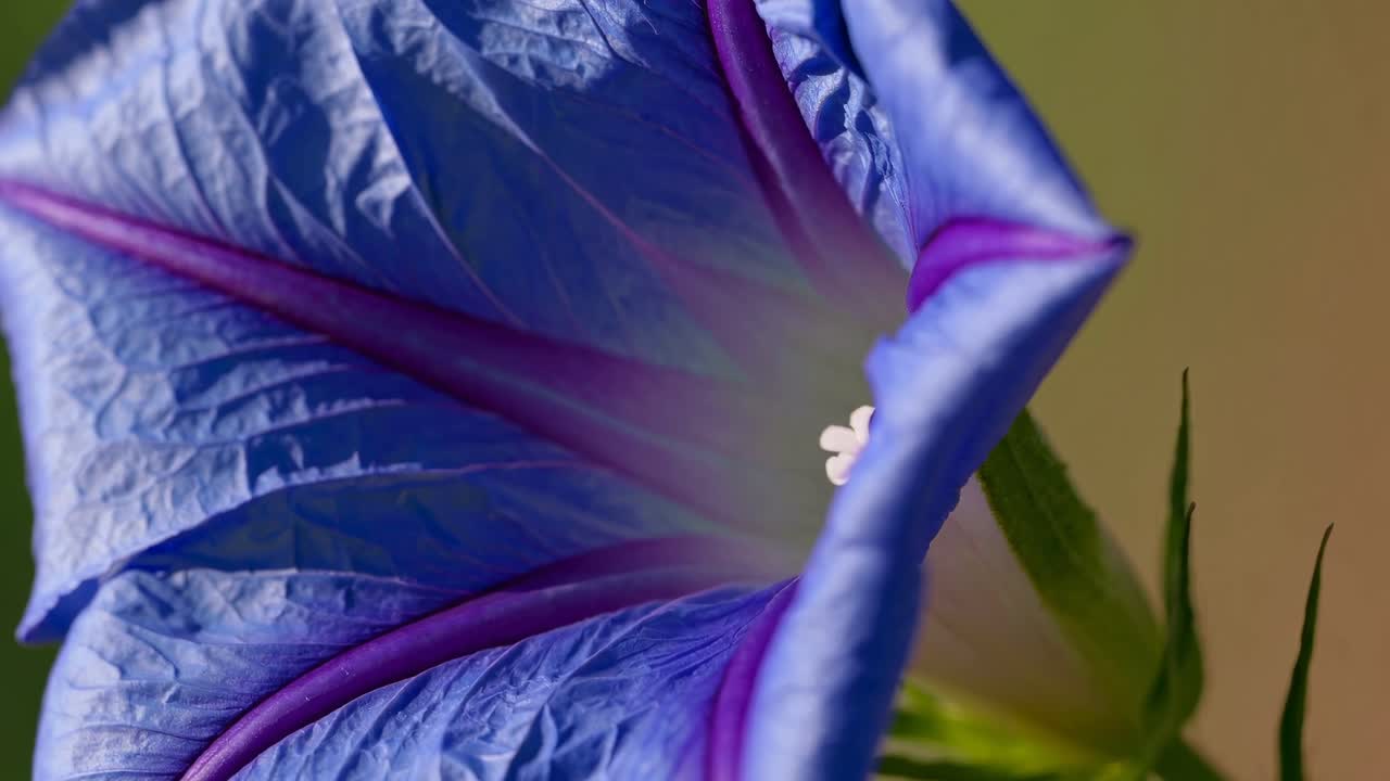 Close-up of a purple flower bud against a blurred green background, captured from a side angle