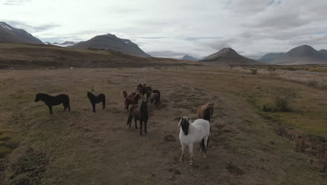 Family-of-wild-horses-looking-at-camera,-stable-shot-close-up