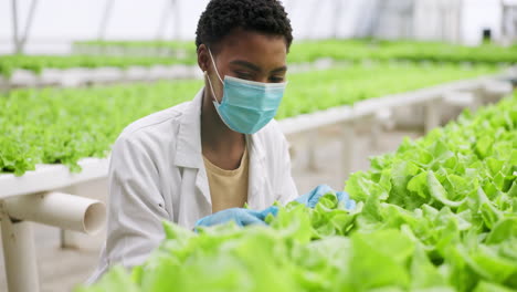 Woman,-face-and-lettuce-in-greenhouse-with-mask