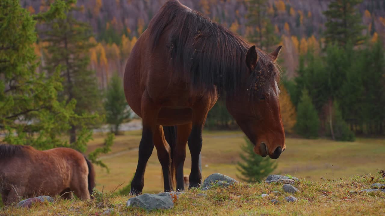 Brown Horse in Autumn Meadow