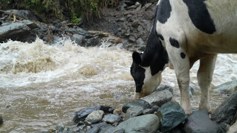 ecuadorian wild white black cow drinking water of floating river in ecuador,4k - slow motion shot