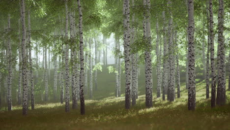 primavera en el bosque de abedules