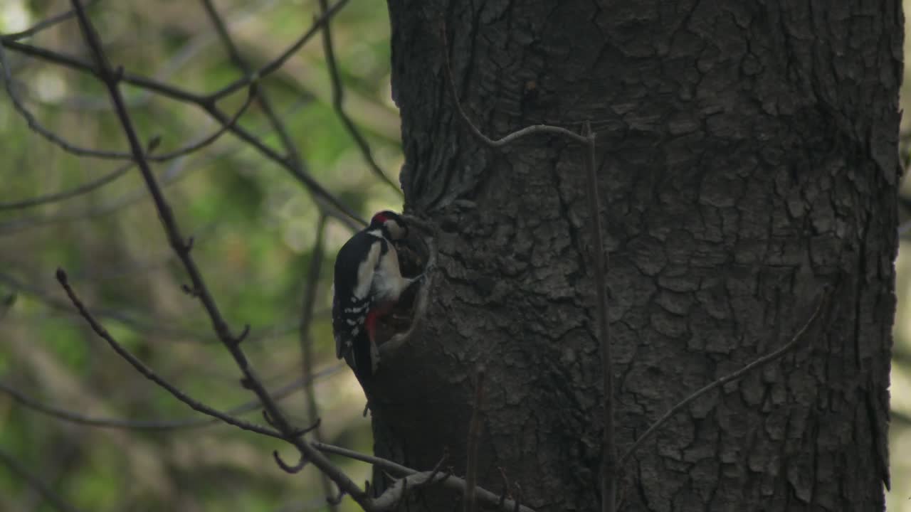 gran pájaro carpintero cincelado en una castaña y mirando alrededor - cámara lenta