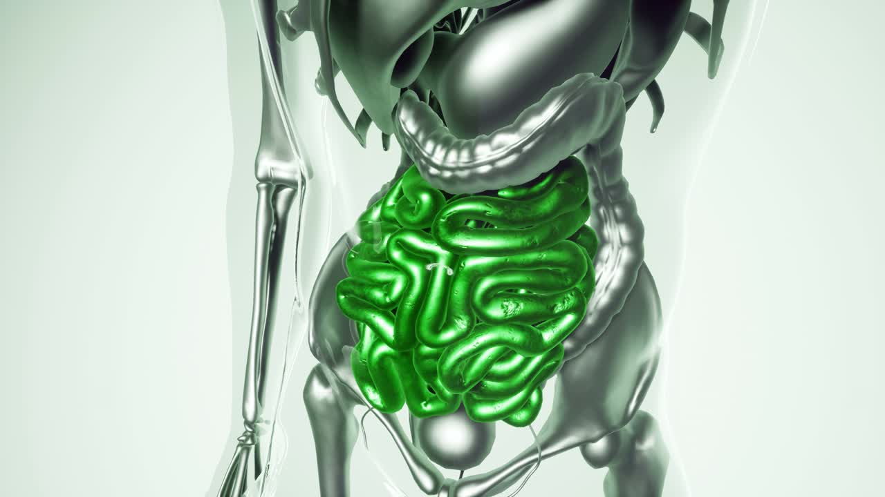 modelo de intestino humano con todos los órganos y huesos