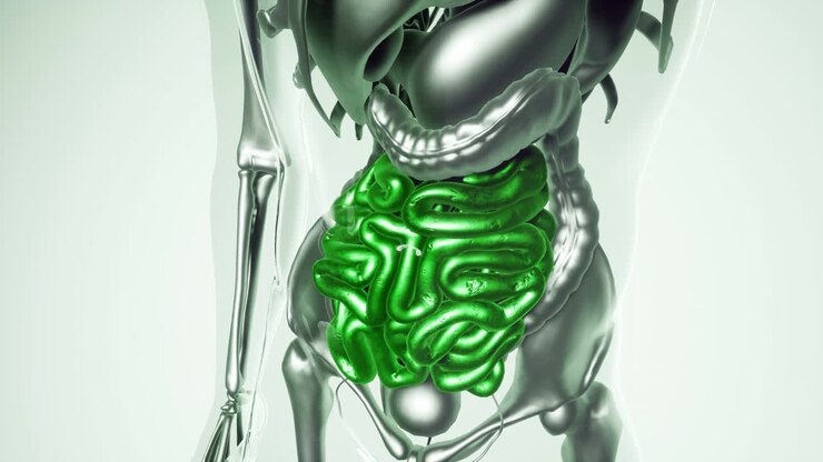 Human Intestine Model with all Organs and Bones