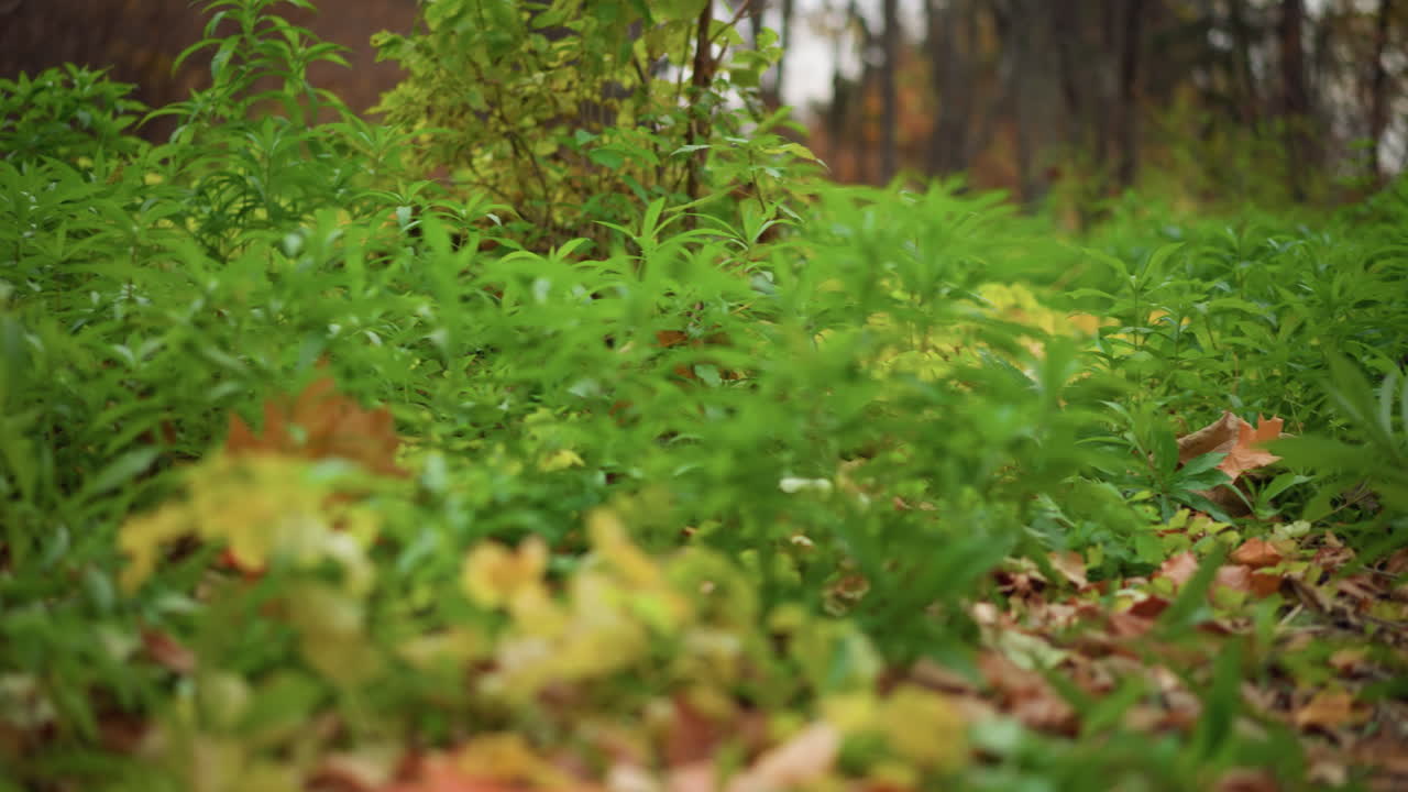крупный план пышных зеленых растений, растущих среди сухой осенней листьев с деревьями на заднем плане, яркие листья контрастируют с земляной упавшей листьями