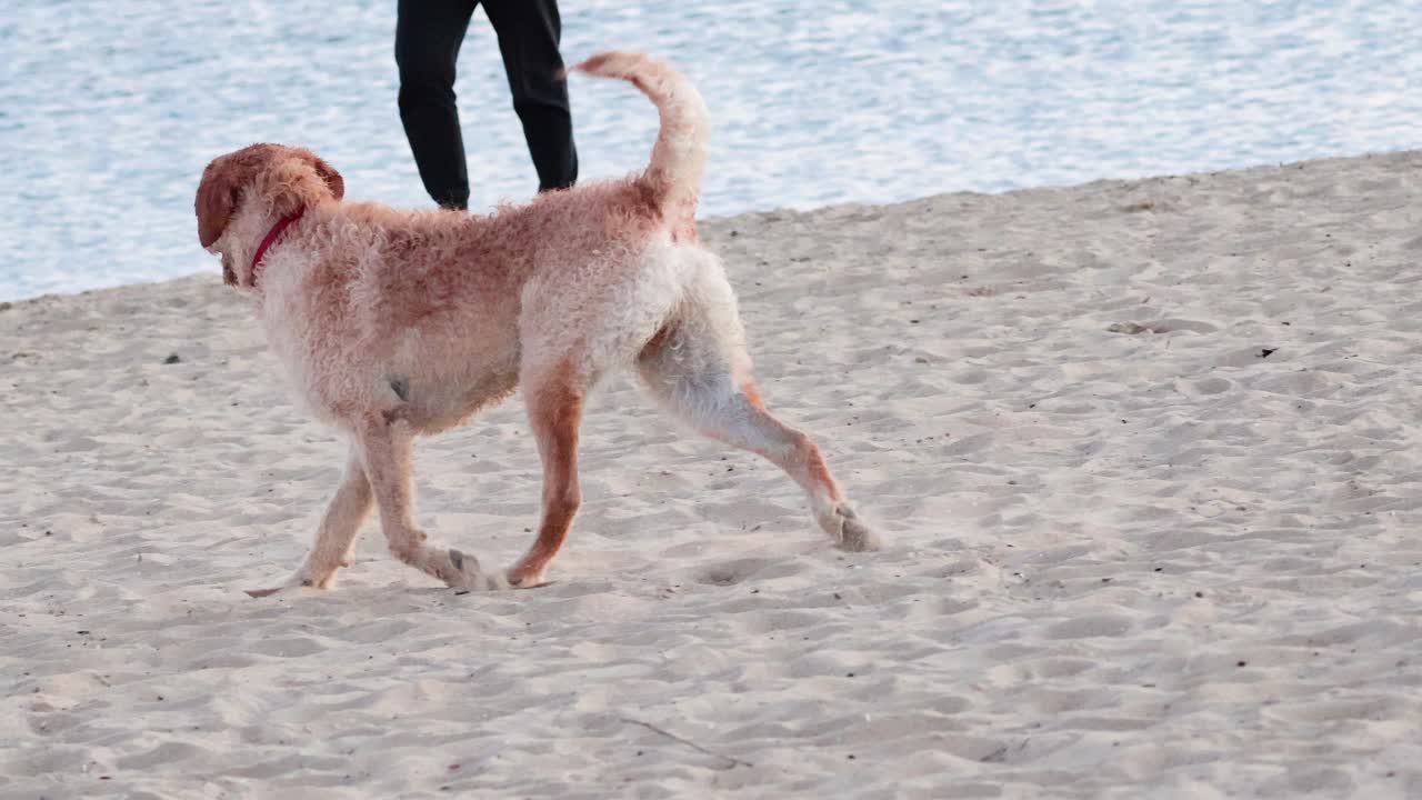 perro disfrutando de un día en la playa