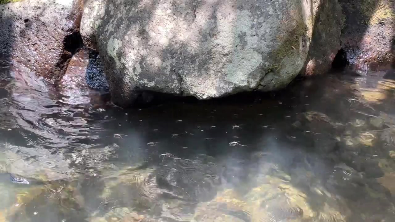 Gerridi che si muovono sulla superficie di un limpido ruscello di montagna.