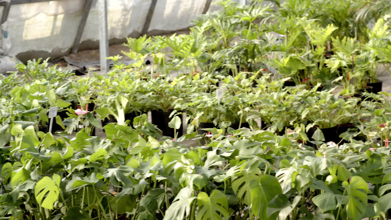 Lush green plants thriving in nursery, showcasing vibrant growth and healthy leaves, in greenhouse