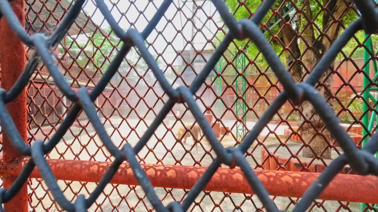 Bengal Tiger surrounding used diamond wire mesh fencing to protect in zoo at day time, tracking shot, 4k.