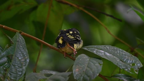 black-and-yellow broadbill, eurylaimus ochromalus, thailand