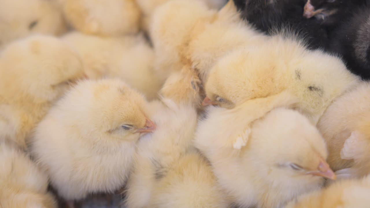 Close-up of a group of baby chicks