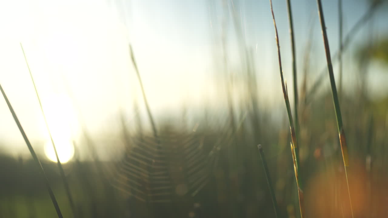 гимбал выстрелил в сторону пауков паутина в свете восхода солнца в новой зеландии