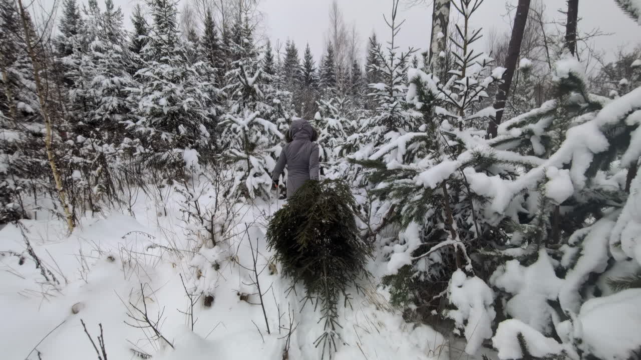 mujer al aire libre arrastrando un árbol de navidad a través de un bosque nevado