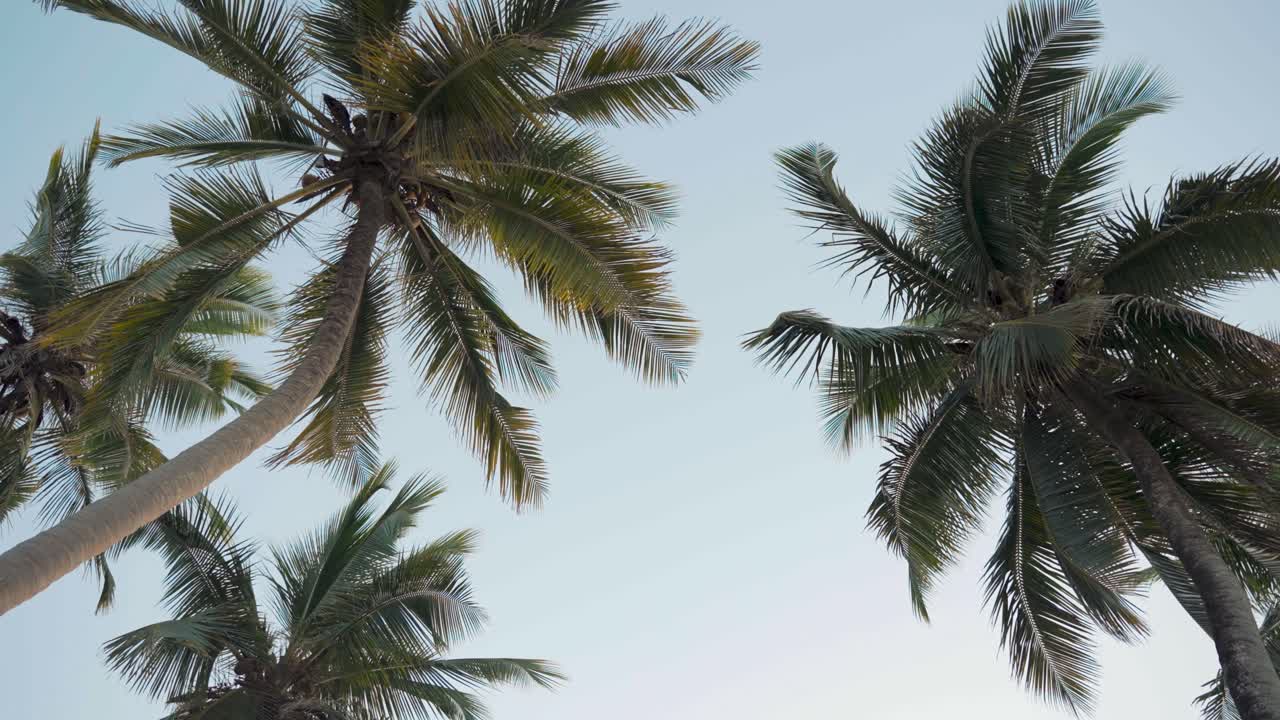 Upward view video of palm tree tops swaying against a clear blue sky at Waikiki Beach, Oahu, Hawaii. A tranquil tropical moment capturing island warmth, movement, and natural beauty