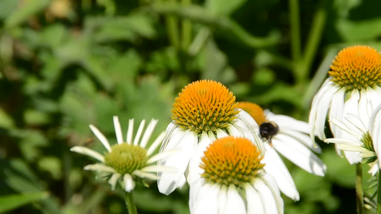 Fiore