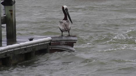 Pelícano-Marrón-Se-Encuentra-En-El-Borde-Del-Muelle-Con-Corrientes-Violentas-Y-Olas