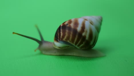 Snail crawling on green screen-2