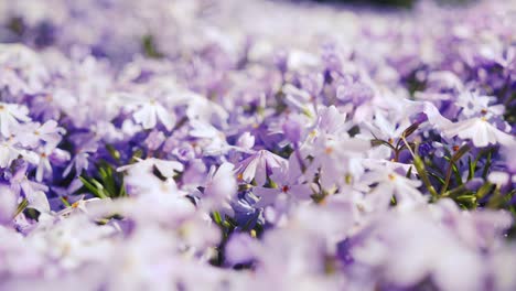 A-vibrant-purple-flower-stands-out-in-sharp-focus-against-a-blurred-background-of-a-forest