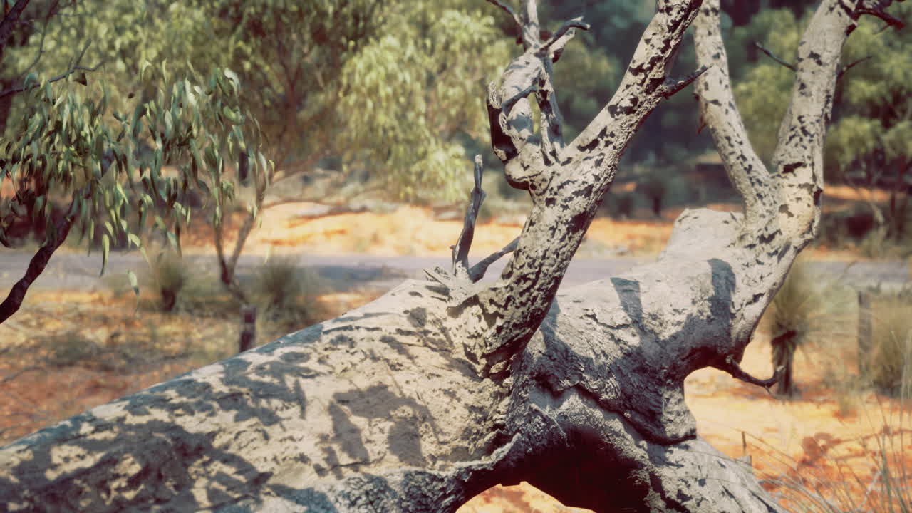 Colorful lizard resting on a unique textured tree branch in a natural setting