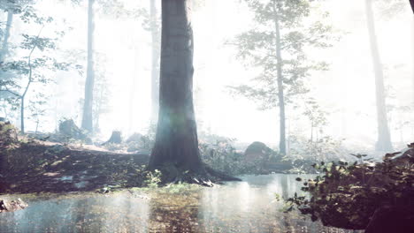 mist on pond in forest with fog
