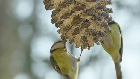 CLOSEUP-REALTIME,-Great-tits-feeding-on-a-garden-feeder