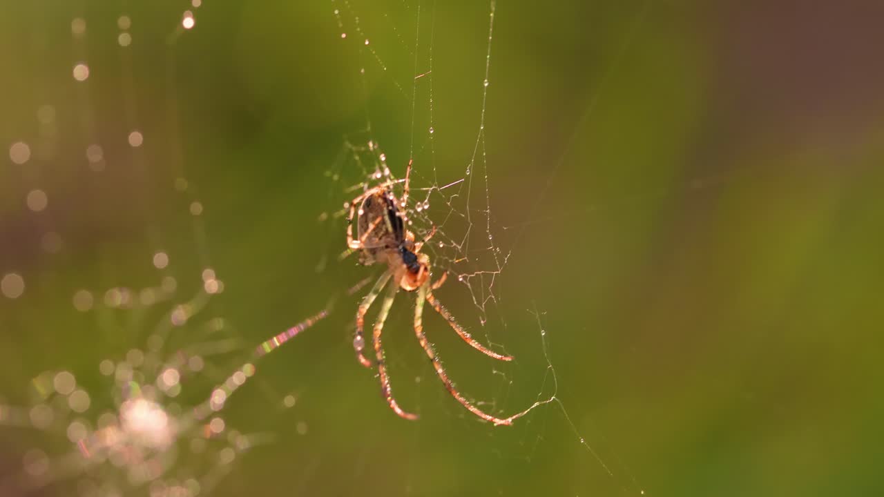 거미줄 위의 비방울, 작은 비방울 속의 거미줄.