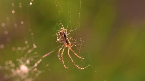 Raindrops-on-the-spider-web.-Cobwebs-in-small-drops-of-rain.