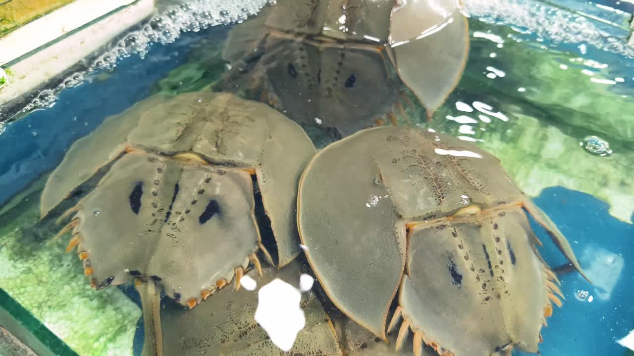Live Freshwater Prawns at a Market