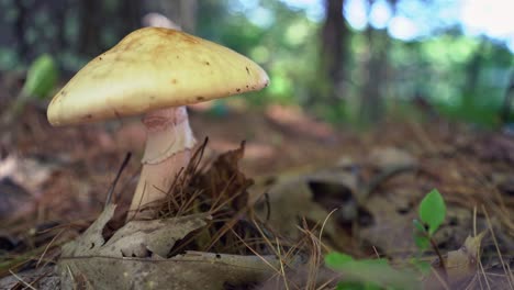 mushroom in wooded forest floor