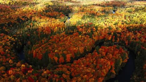 Toma-Aérea-De-Sombras-Corriendo-Sobre-Un-Bosque-En-Pleno-Color-Otoñal