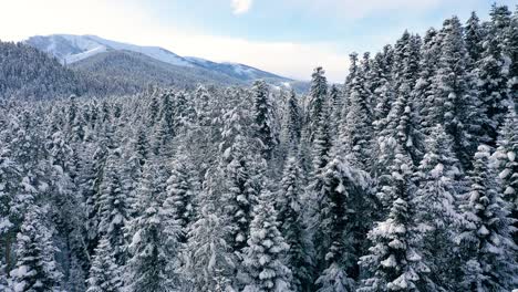 Beautiful-snow-scene-forest-in-winter.-Flying-over-of-pine-trees-covered-with-snow.