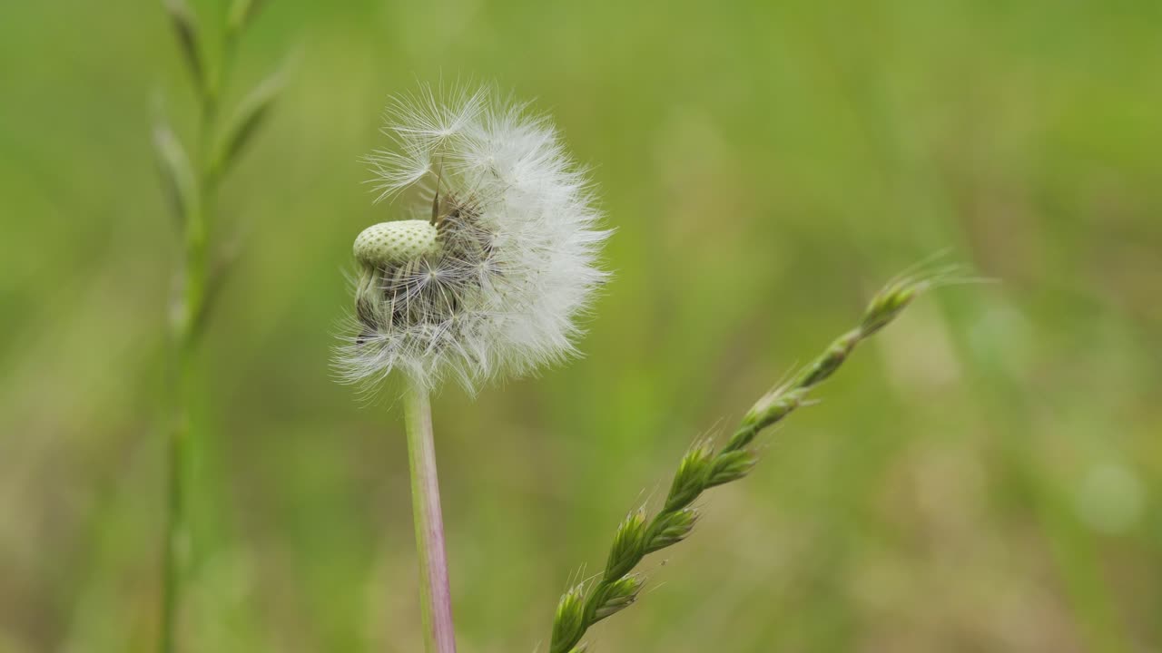diente de león con la mitad de su pelusa soplada por el viento, capturando el delicado detalle de las semillas