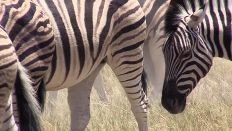 Herd-of-Plains-zebra