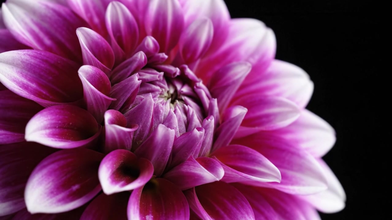 Una vista ravvicinata di un fiore rosa vibrante, che mostra i suoi petali straordinari e i dettagli intricati su uno sfondo scuro.