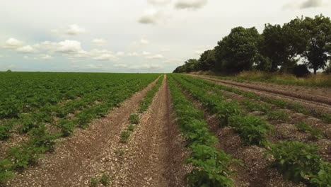 Drone-shot-through-a-crop-field