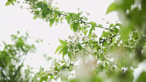 windy day: almond tree flowers in garden