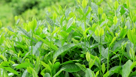 growing green tea plants in spring mountains