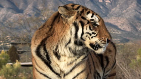 Close-up-tiger-face-mountains-background