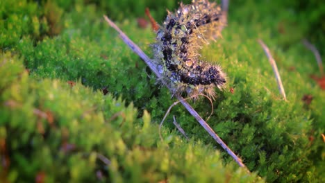 Kleine-Fuchsraupe-(Aglais-Urticae).-Die-Urtikaria-Raupe-Kriecht-In-Den-Strahlen-Der-Untergehenden-Sonne.