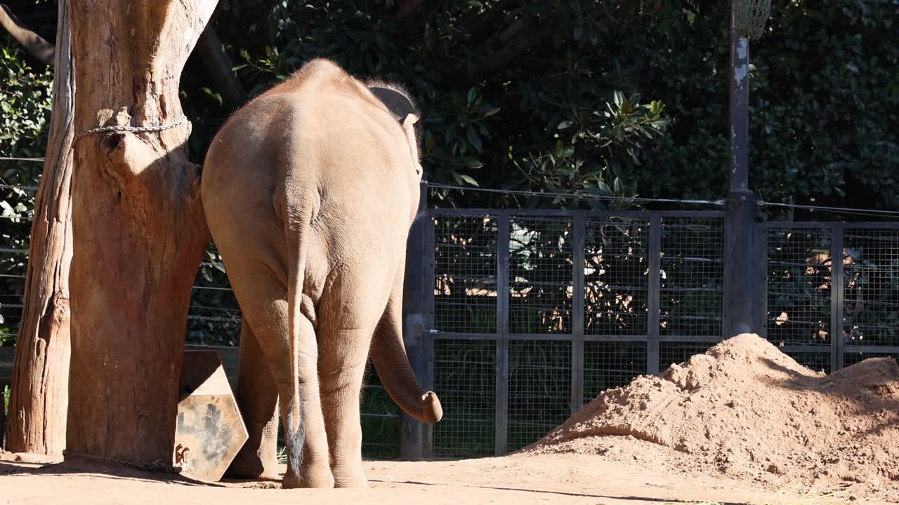 동물원 에 있는 나무 와 상호 작용 하는 코끼리