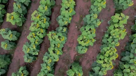 Toma-Aérea-De-Un-Drone-Cenital-De-Un-Campo-De-Girasoles.