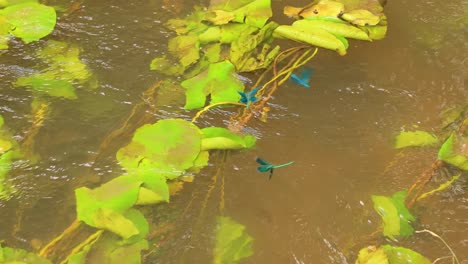 beautiful demoiselle (calopteryx virgo) is a european damselfly belonging to the family calopterygidae. it is often found along fast-flowing waters where it is most at home.