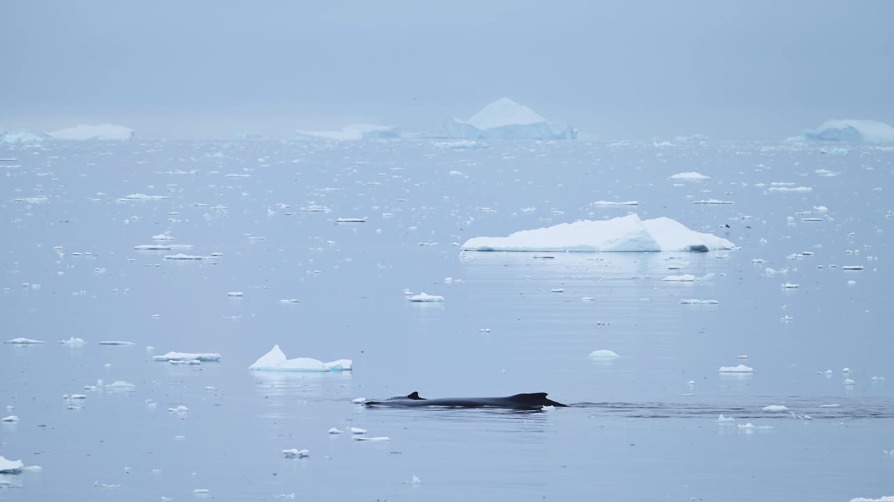 남극, 남극 반도 해양 야생동물, 고래의 등과 등지느러미가 아름다운 풍경에서 얼음에서 수영하는 동안 표면에 나타납니다.