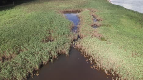 Beautiful-Aerial-View-of-Reed-Along-the-Danish-Coastline---Tilt-Shot