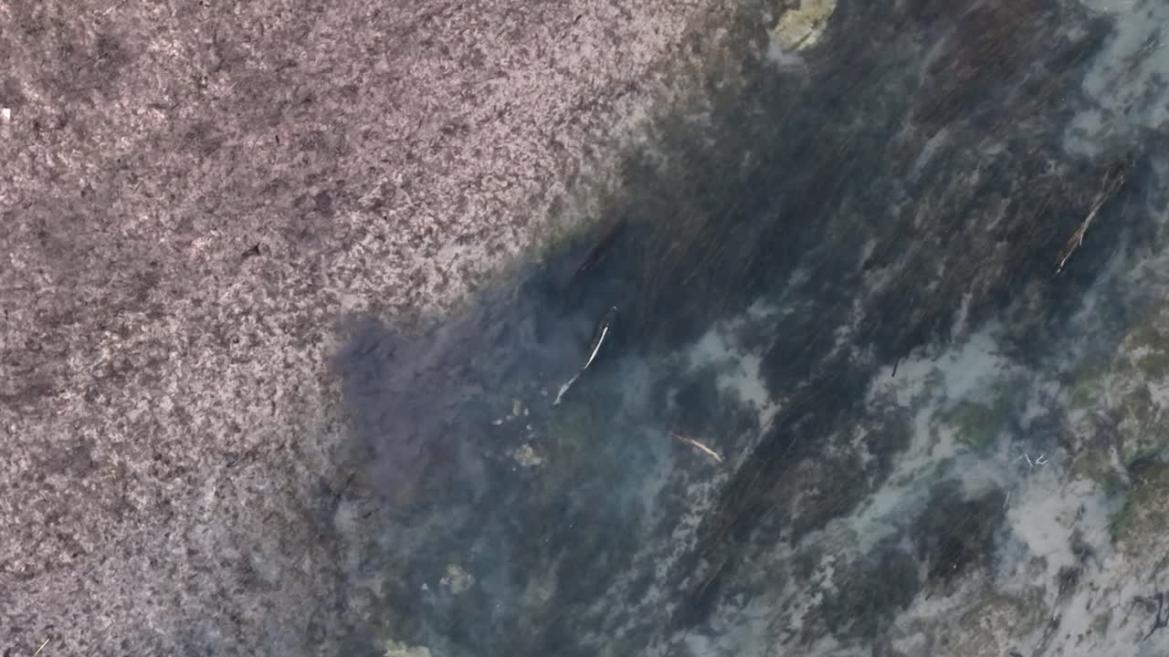 Top-down aerial view of two Chinook salmon spawning in shallow water