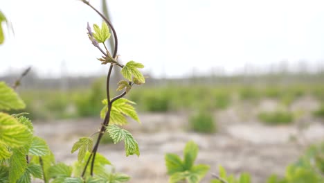 a hop vine swings in the breeze on a hop farm in kent uk