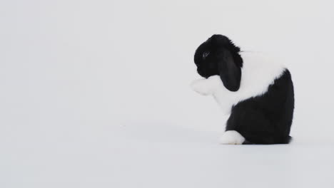 studio portrait of miniature black and white flop eared rabbit cleaning itself on white background