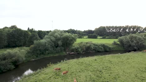 Vacas-Nodrizas-En-Campo-De-Rebaño-De-Ganado-Lechero-En-Alemania,-Europa---Antena